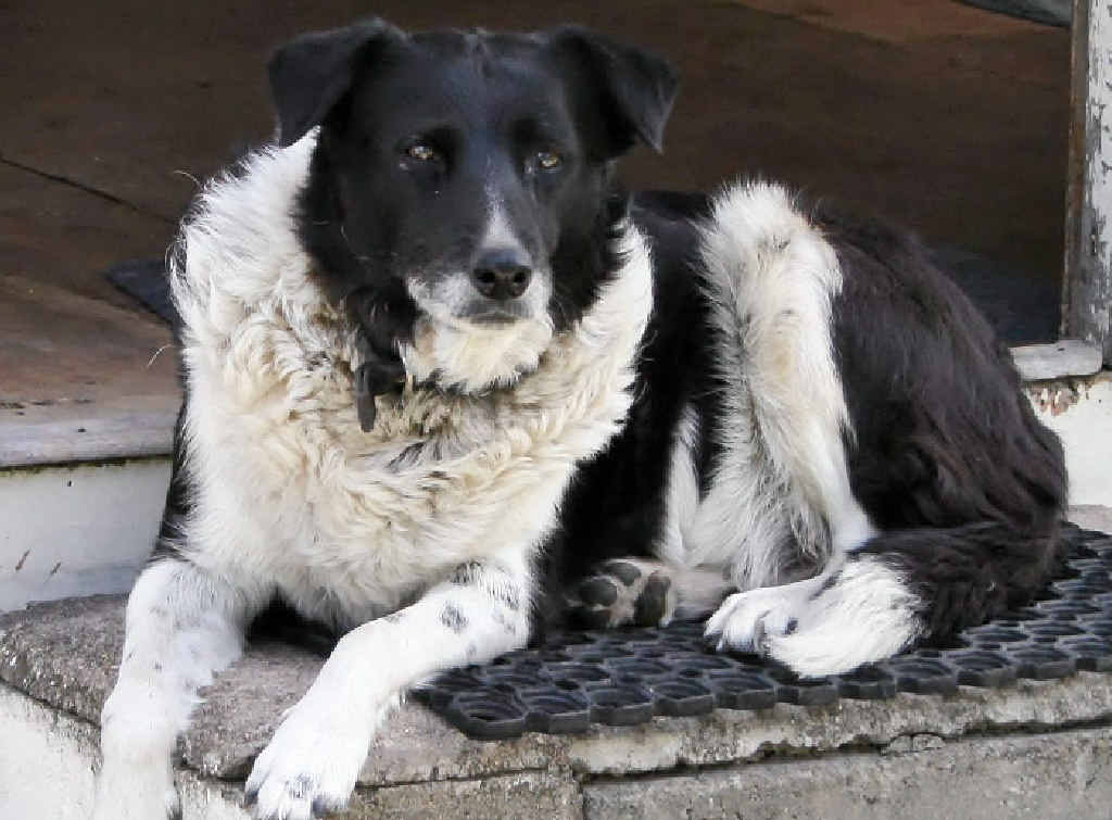 NO PRIZES: Gerry the working dog. NO PRIZES: Gerry the working dog.